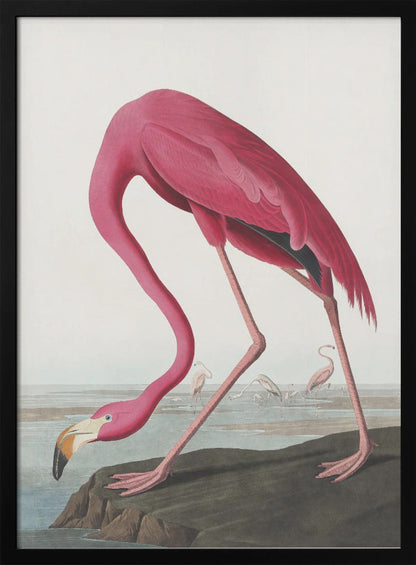 Pink Flamingo Ii From Birds of America (1827)