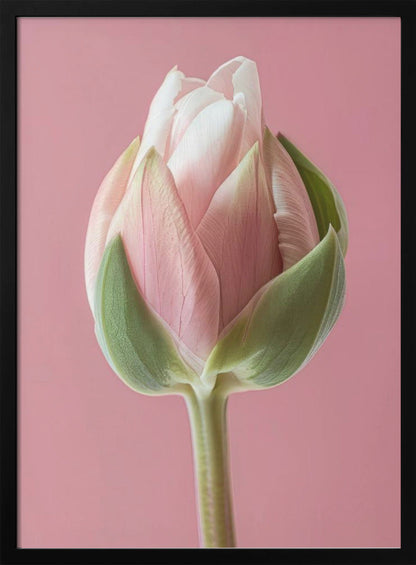 Décoration murale Tulipe Rose