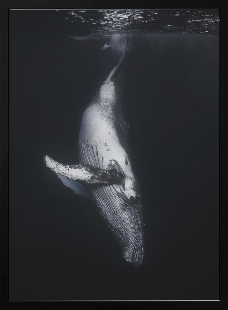 Art mural-Baleine noire