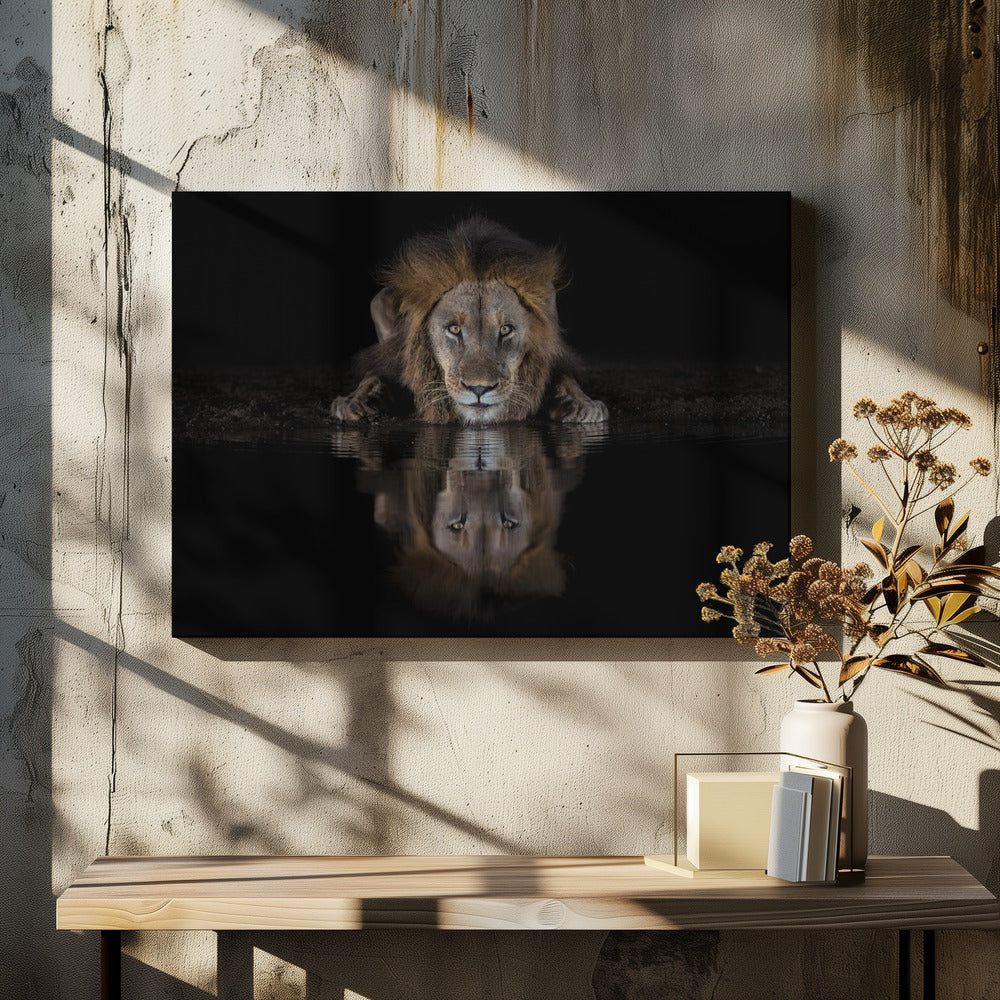 Lion Drinking with a Dark Water Reflection Canvas Wall Art | A Lion at The Night