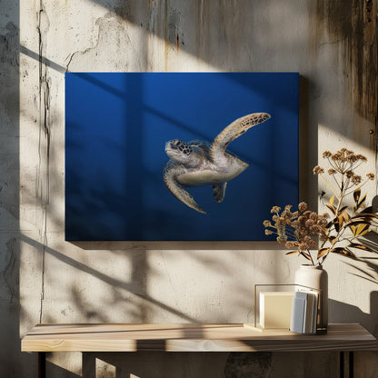 Art mural Tortue verte