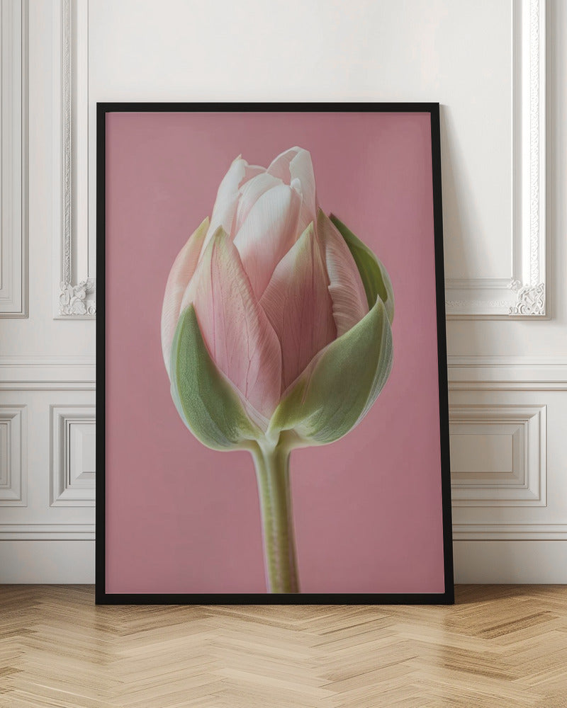 Décoration murale Tulipe Rose