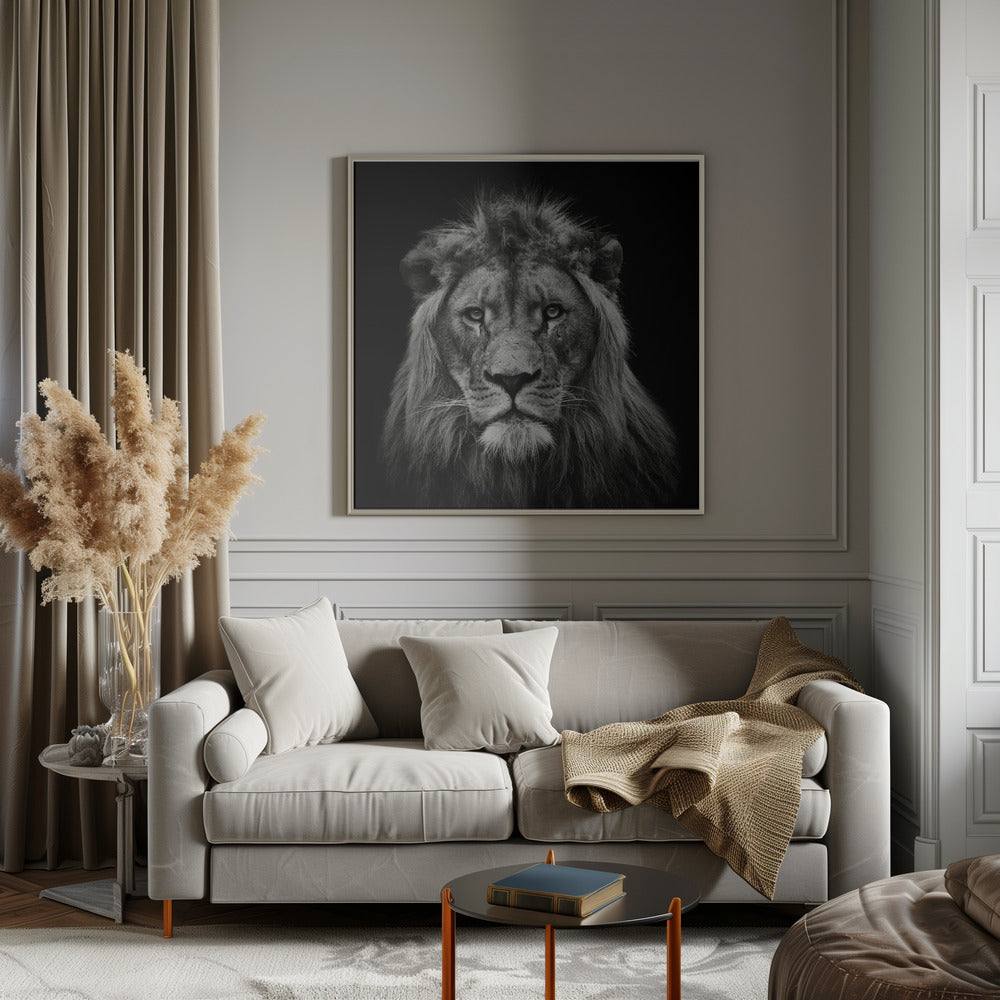 Art mural Impression sur toile jeune lion mâle