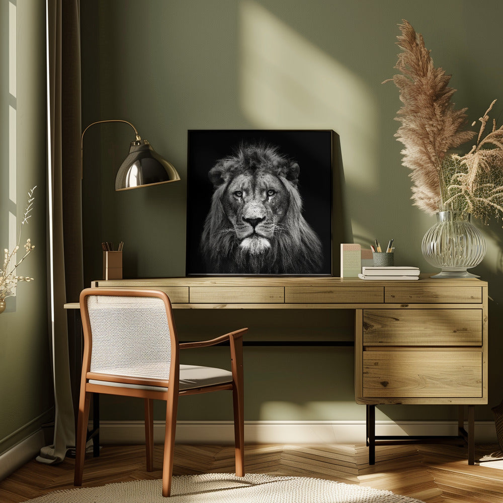 Art mural Impression sur toile jeune lion mâle