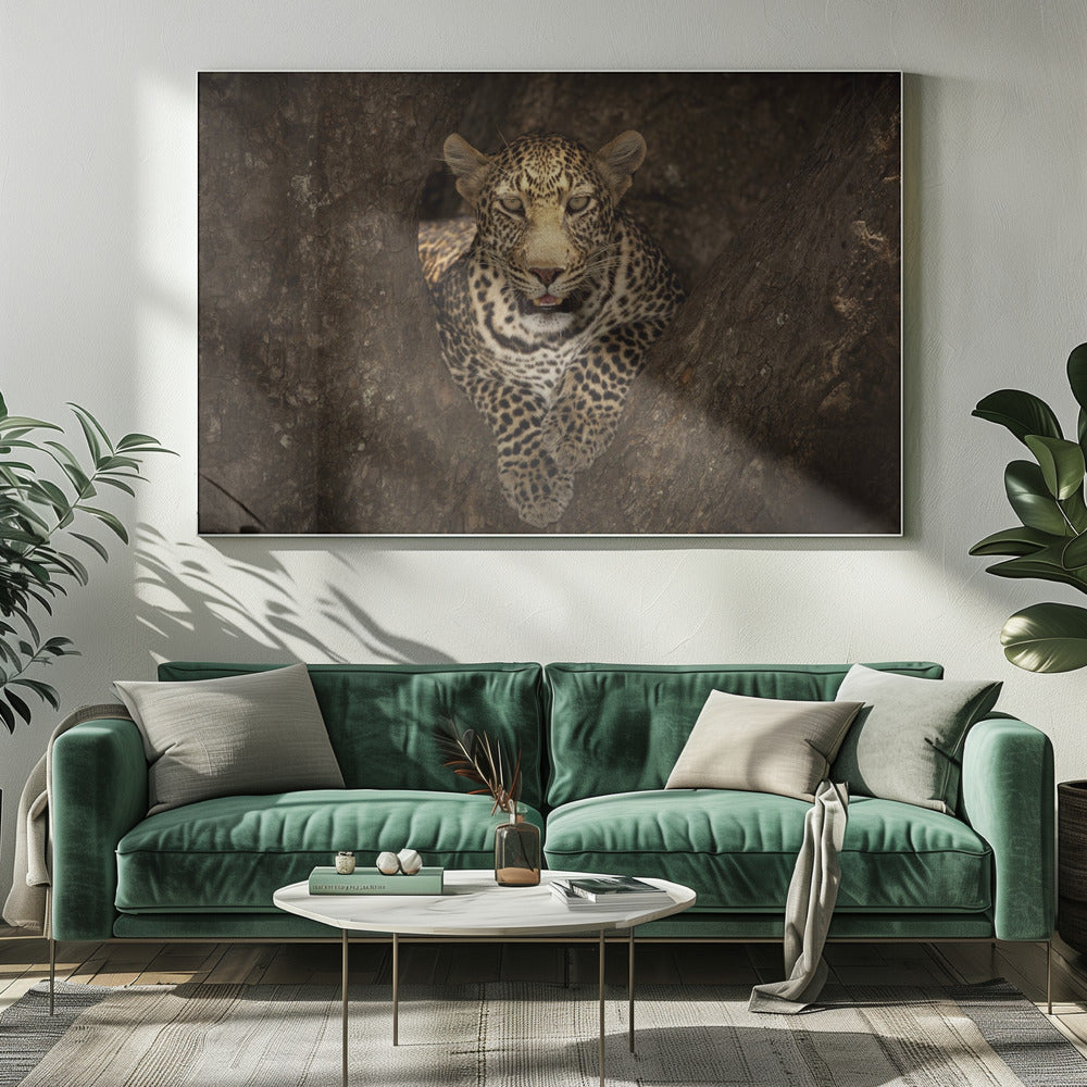 Art mural Léopard se reposant sur un arbre au Masai Mara