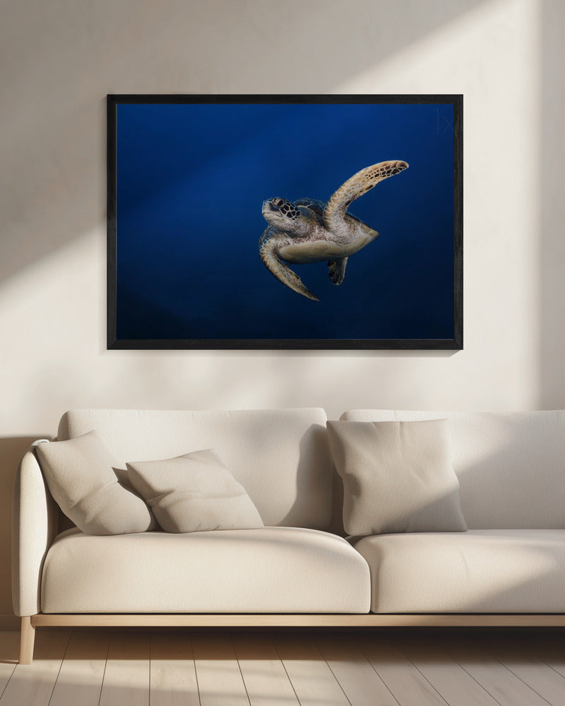 Art mural Tortue verte