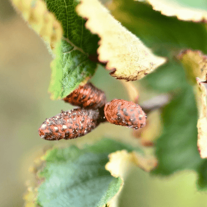 Poivre des dunes | Chaton entier séché (Alnus viridis crispa)