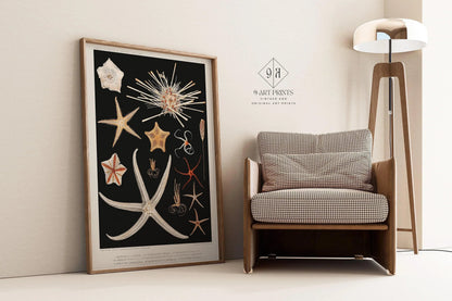 Starfish Print: Vintage Marine Life Sketch Art (Handframed or Unframed)