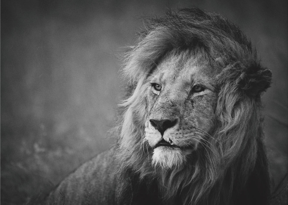 Wall art Regal. Lion
