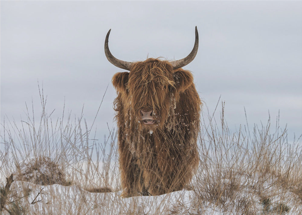 Wall Art Highlander in Snow