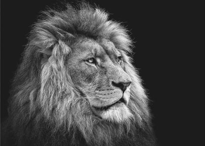Black and White Lion in Side Profile Canvas Wall Art
