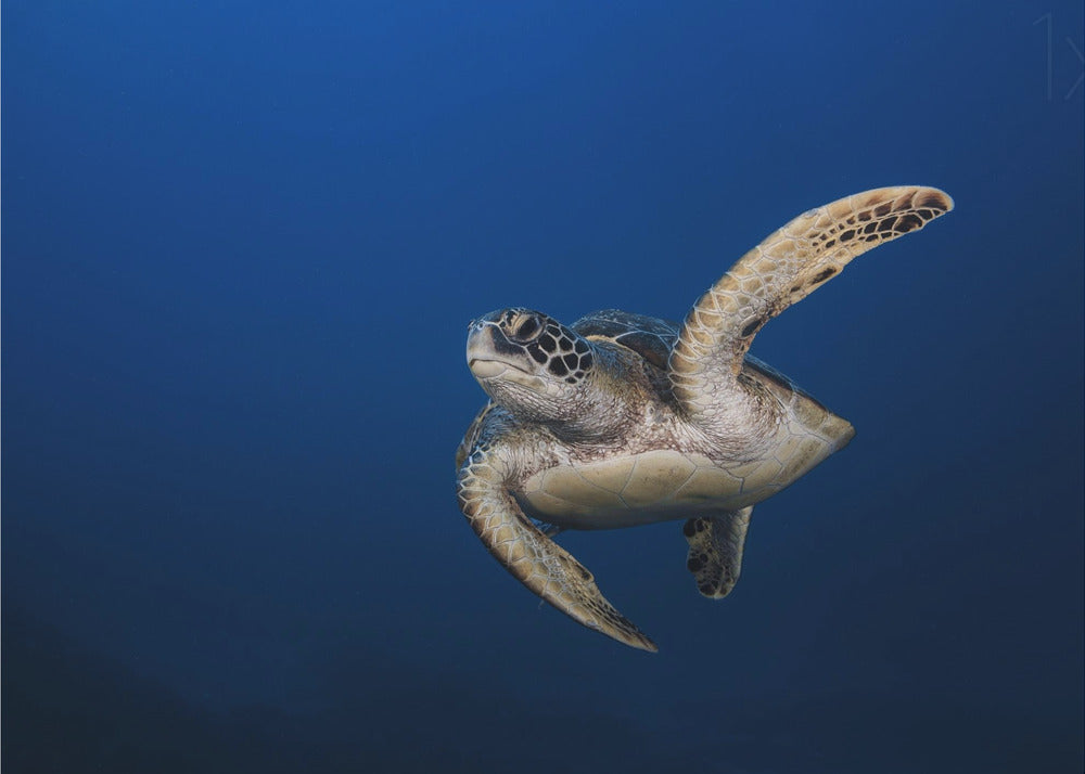 Art mural Tortue verte
