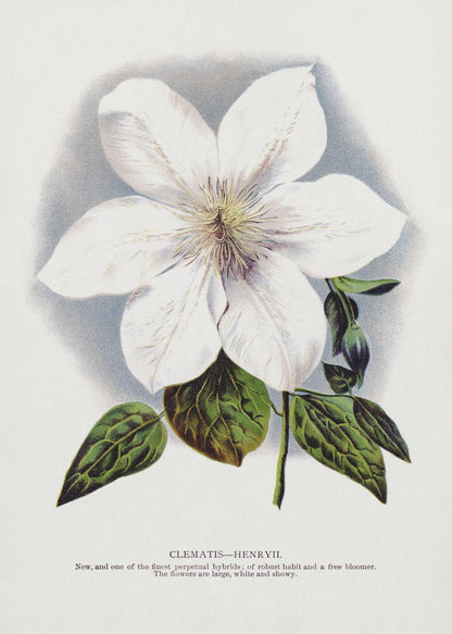 Wall Art Clematis Flower Lithograph