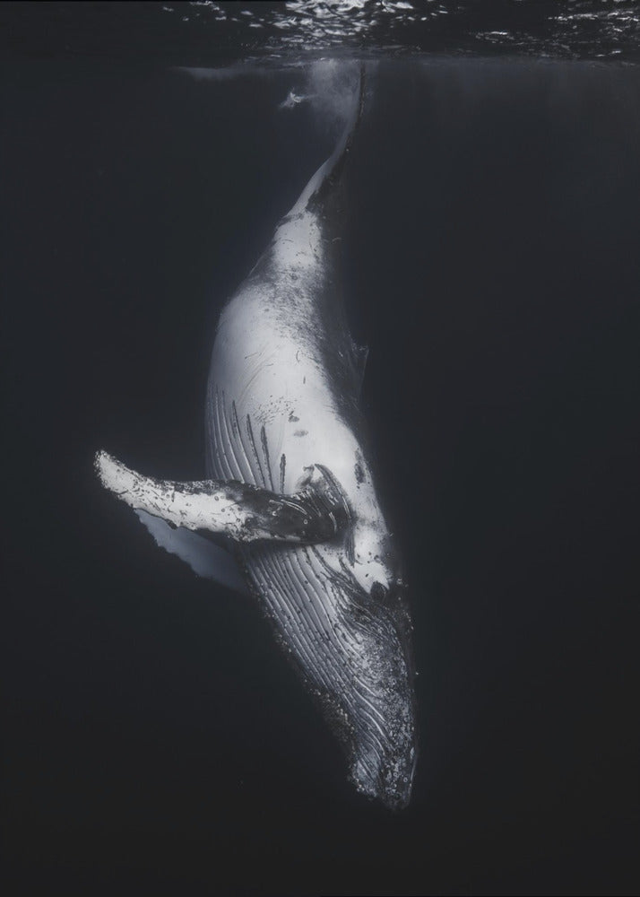 Art mural-Baleine noire