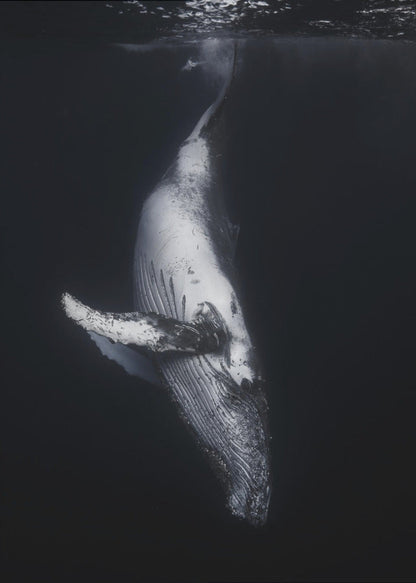 Art mural-Baleine noire